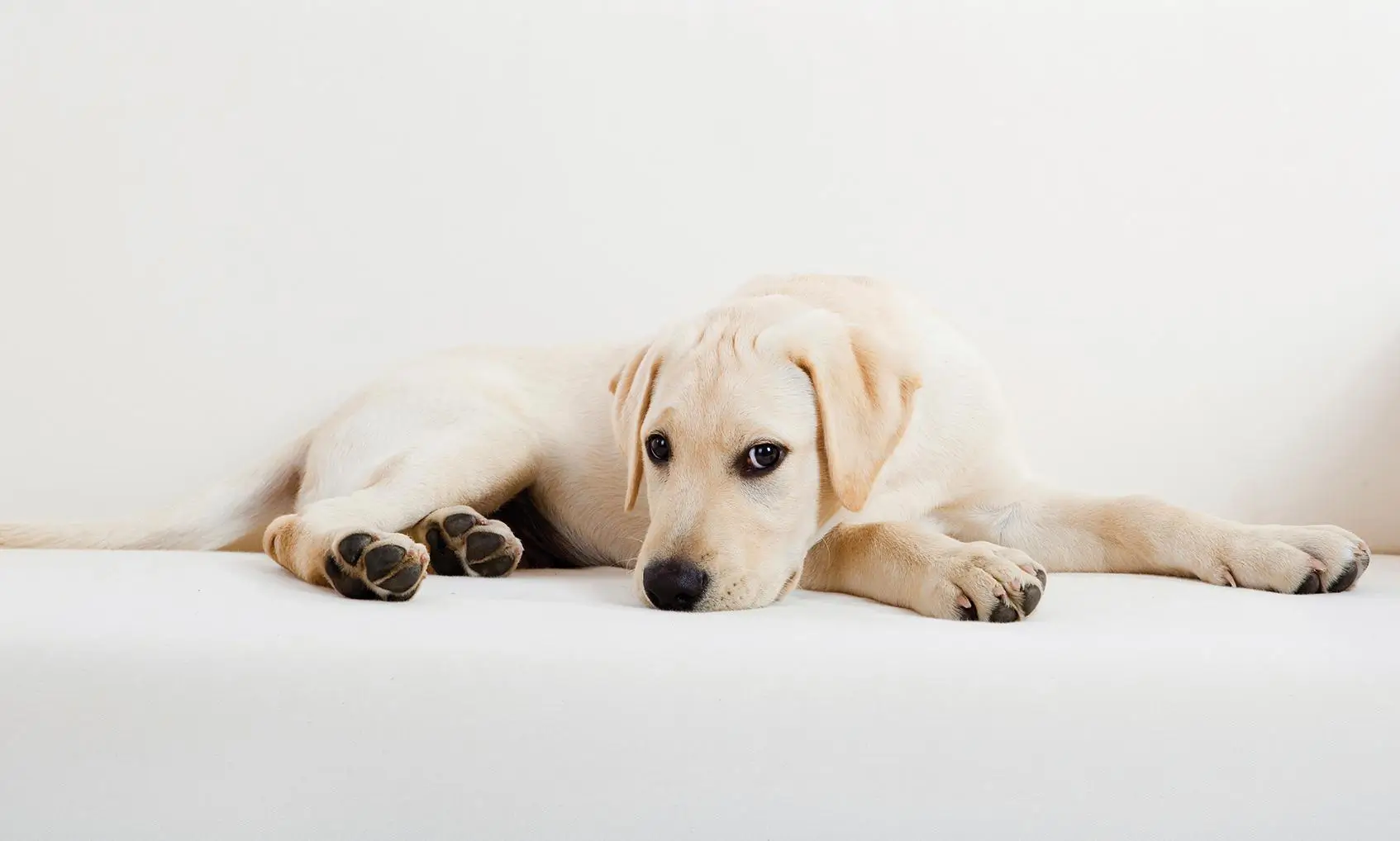 Scandanavian Designs brand lifestyle photography of white dog laying on white couch.