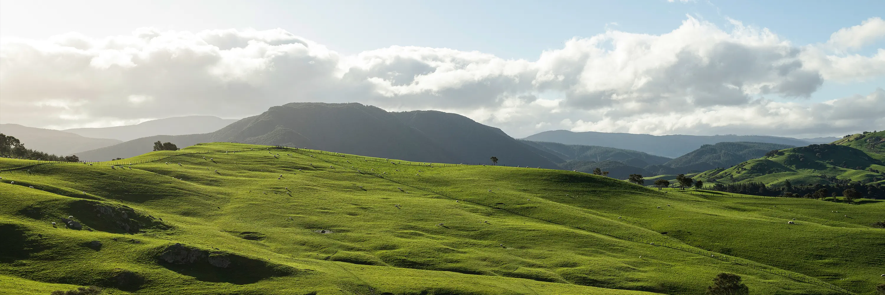 Awapai, a historic, 6th-generation family-owned sheep and beef farm located in the Whanawhana Valley, New Zealand.